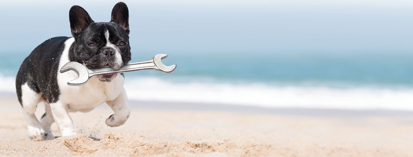 Dog running on beach with a spanner